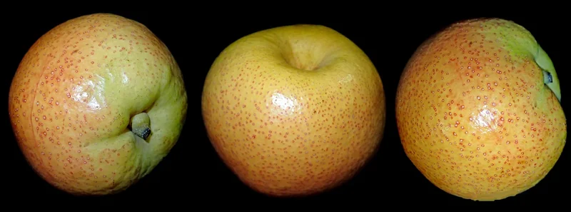 Régimes hybrides : la zone grise qui domine le monde